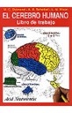 El cerebro humano