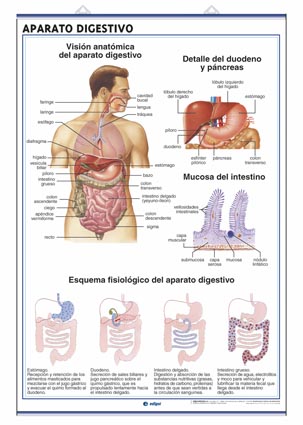 Lmina aparato digestivo, excretor