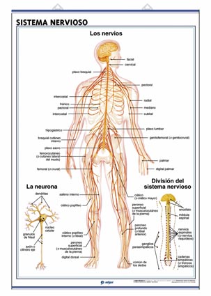 Sistema Nervioso / El Encfalo
