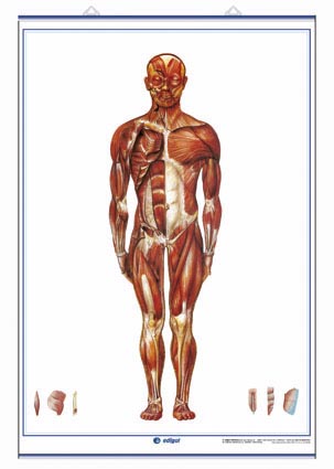 Sistema Muscular (visin anterior) / Sistema Muscular (visin posterior)