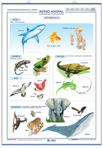 Invertebrados / Vertebrados