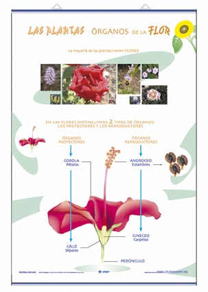 rganos de la flor / La Reproduccin